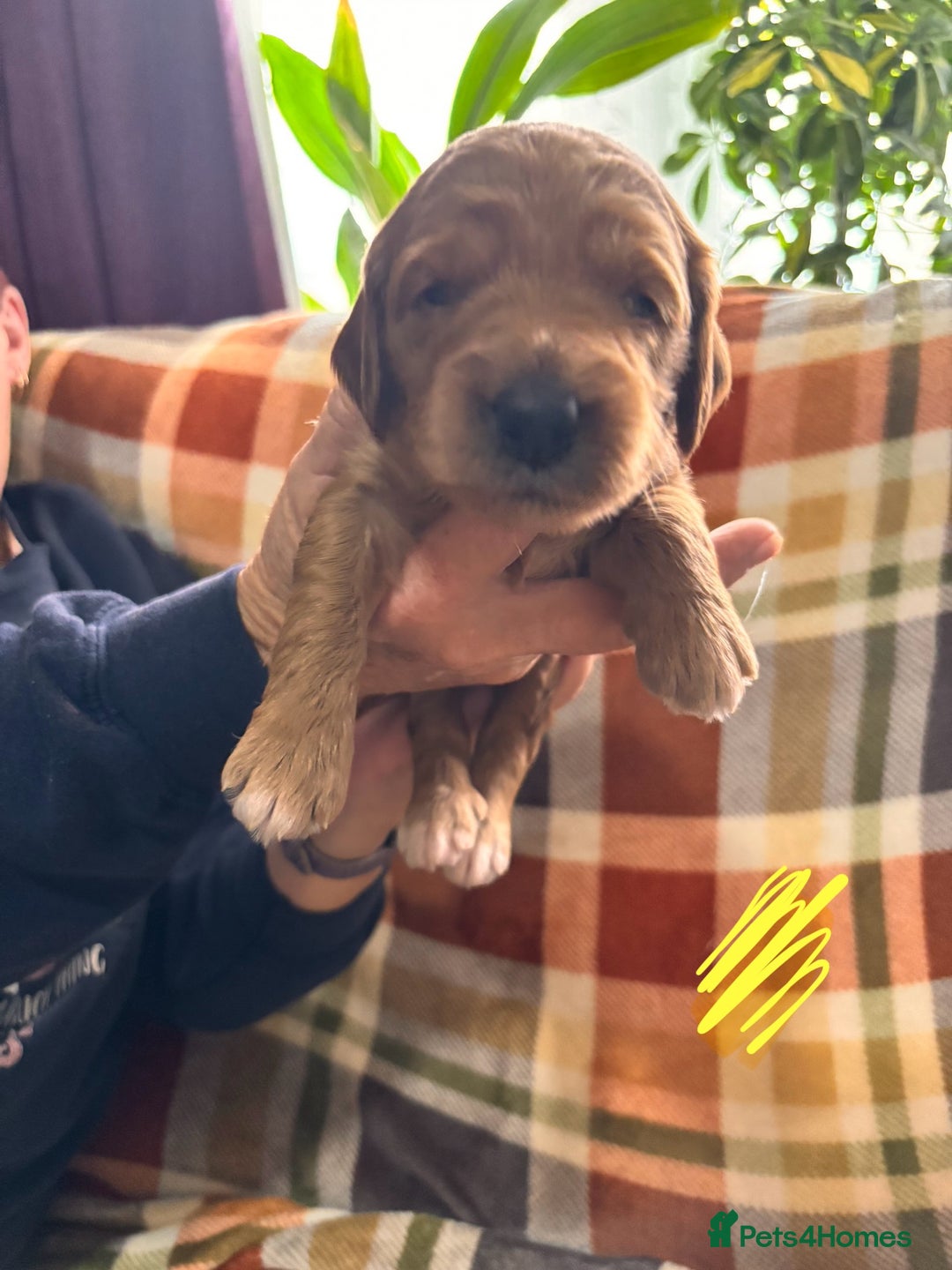 Mini Goldendoodle dogs for sale: ✨Stunning Red/Bronze Golden Doodle Pups ✨ - Advert 14