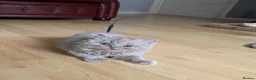 British Longhair cats for sale: GCCF kittens  - Advert 18