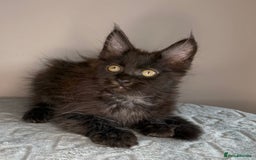 Maine Coon cats for sale: Russian Line maine coon kittens  in Market Rasen - Image 7