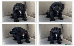 Cocker Spaniel dogs for sale: Beautiful Cocker Spaniel Puppies  - Image 1