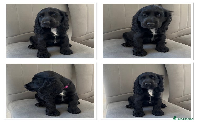 Cocker Spaniel dogs - Advert 7