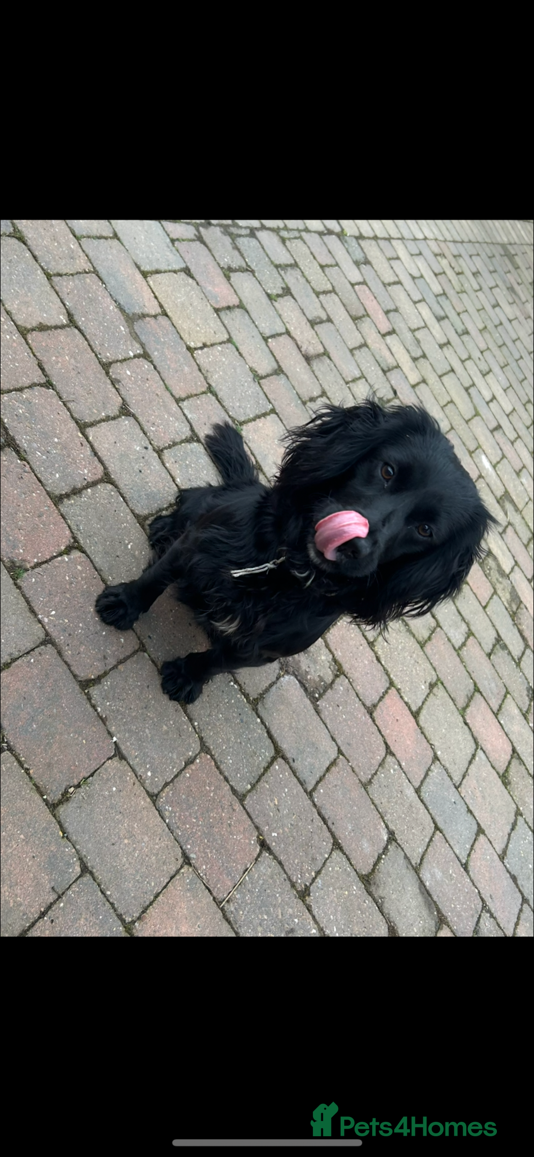 Cocker Spaniel dogs for sale: Ready to leave  - Image 14