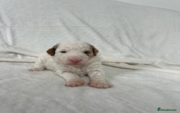 Goldendoodle dogs for sale: Beautiful litter of Goldendoodles  - Image 22