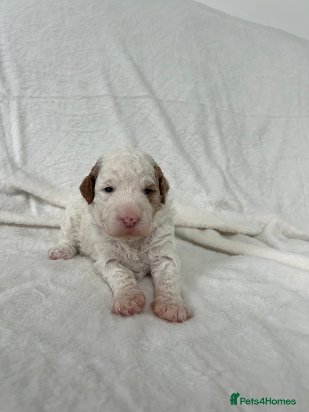 Goldendoodle dogs for sale: Beautiful litter of Goldendoodles  - Image 22