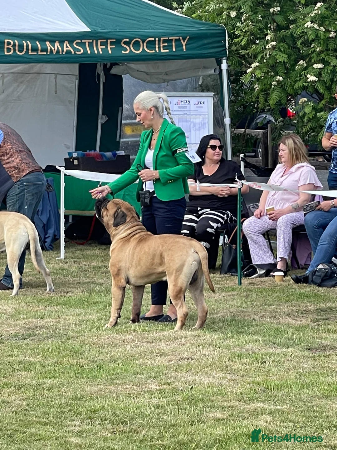 Bullmastiff dogs for stud: Rio the Bullmastiff (FOR STUD) in Coulsdon - Advert 2