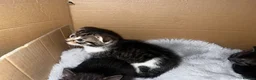 Scottish Fold cats for sale: Scottish fold x British fold kittens  - Advert 17