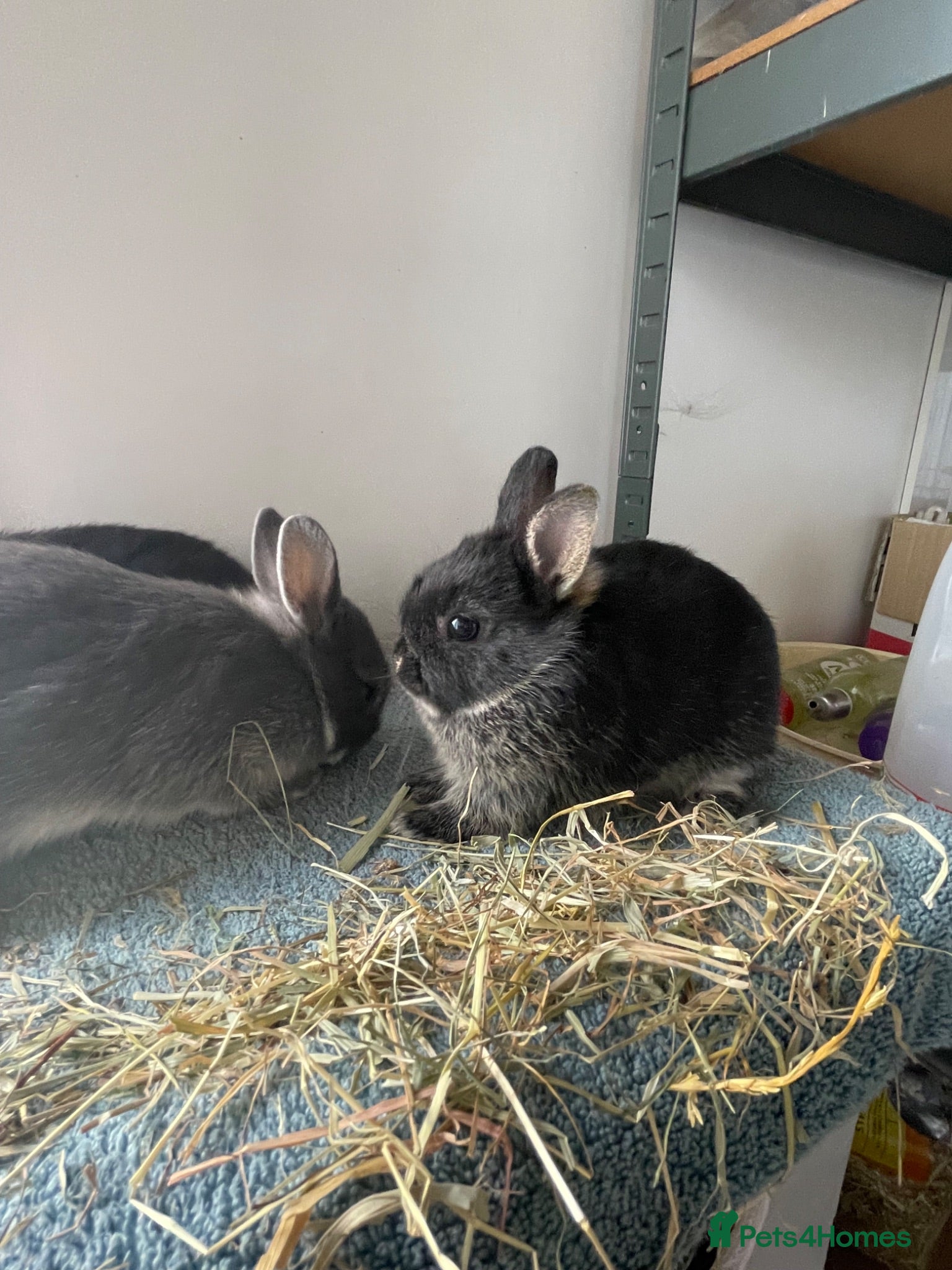 Netherland Dwarf rabbits Netherland Dwarf purebred Baby Rabbits - Advert 2