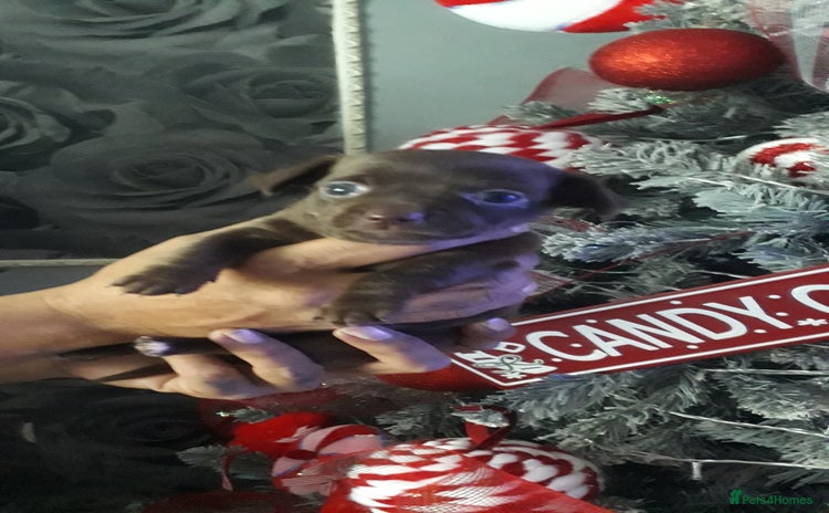 Chiweenie dogs Chiweenie puppies  - Advert 1