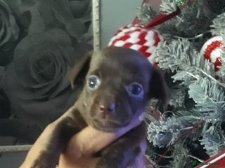 Chiweenie dogs Chiweenie puppies - Advert 1