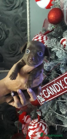 Chiweenie dogs Chiweenie puppies - Advert 2