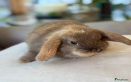 Mini Lop rabbits for sale: Lovely litter of 4 x mini lops - Image 7