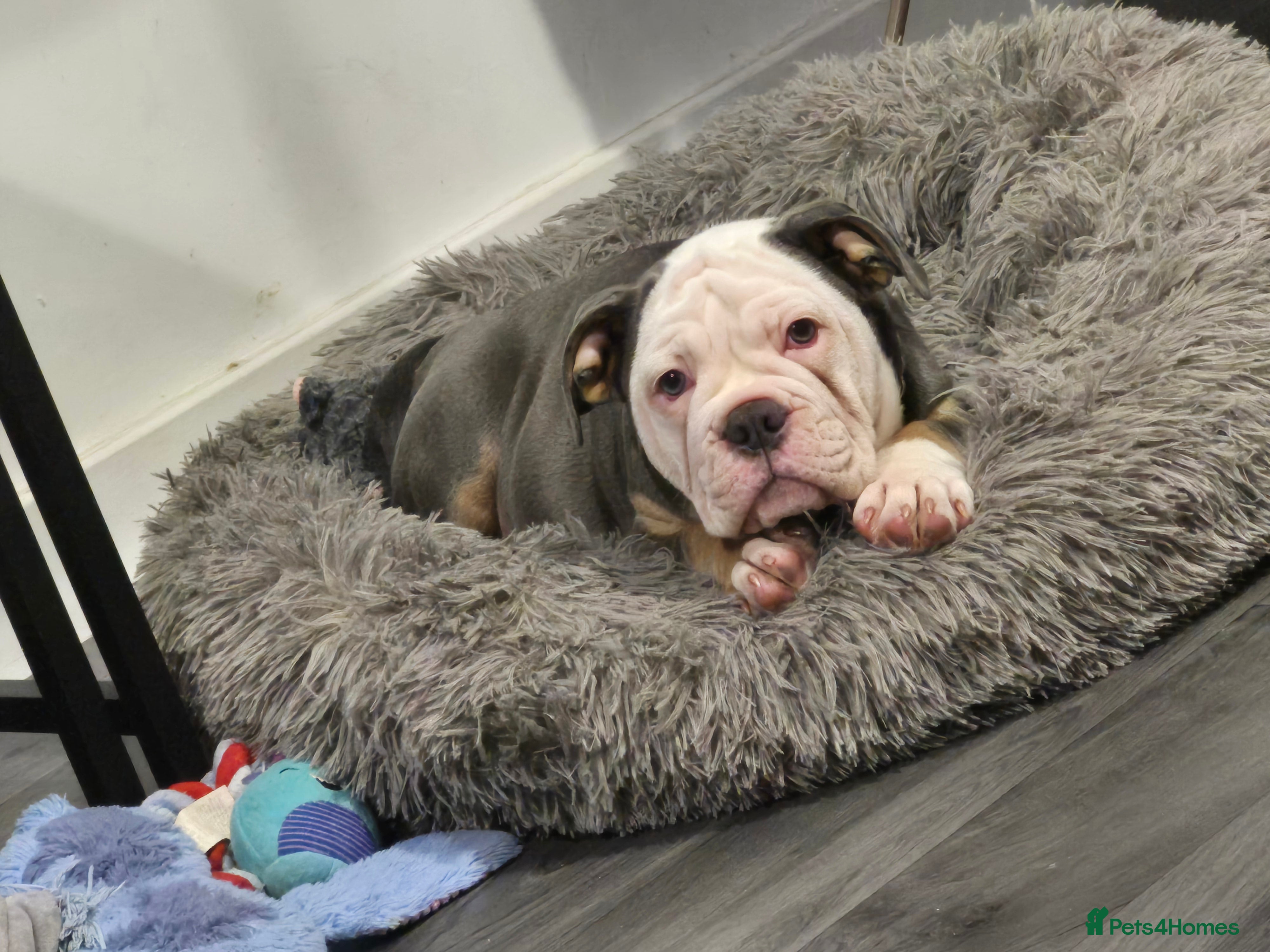 Olde English Bulldogge dogs Olde English Bulldog Female  - Advert 1