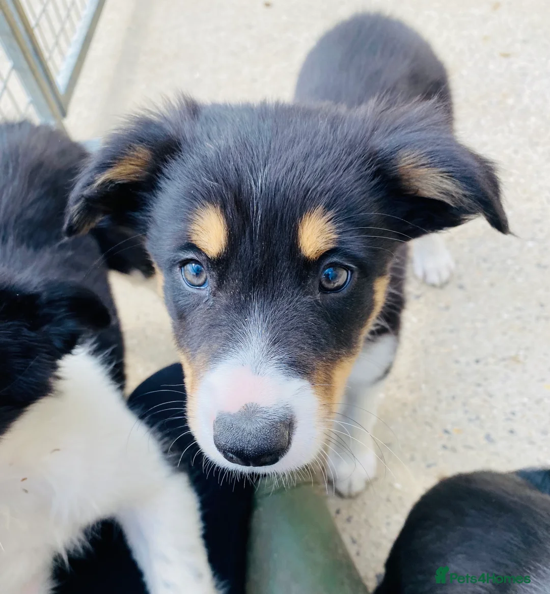 Border Collie dogs for stud: ISDS & KC, well proven, health tested clear stud in Darlington - Advert 9