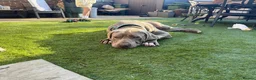 Mixed Breed dogs for adoption: Meet Bruno, currently residing in Surrey  in Walton-on-Thames - Advert 6