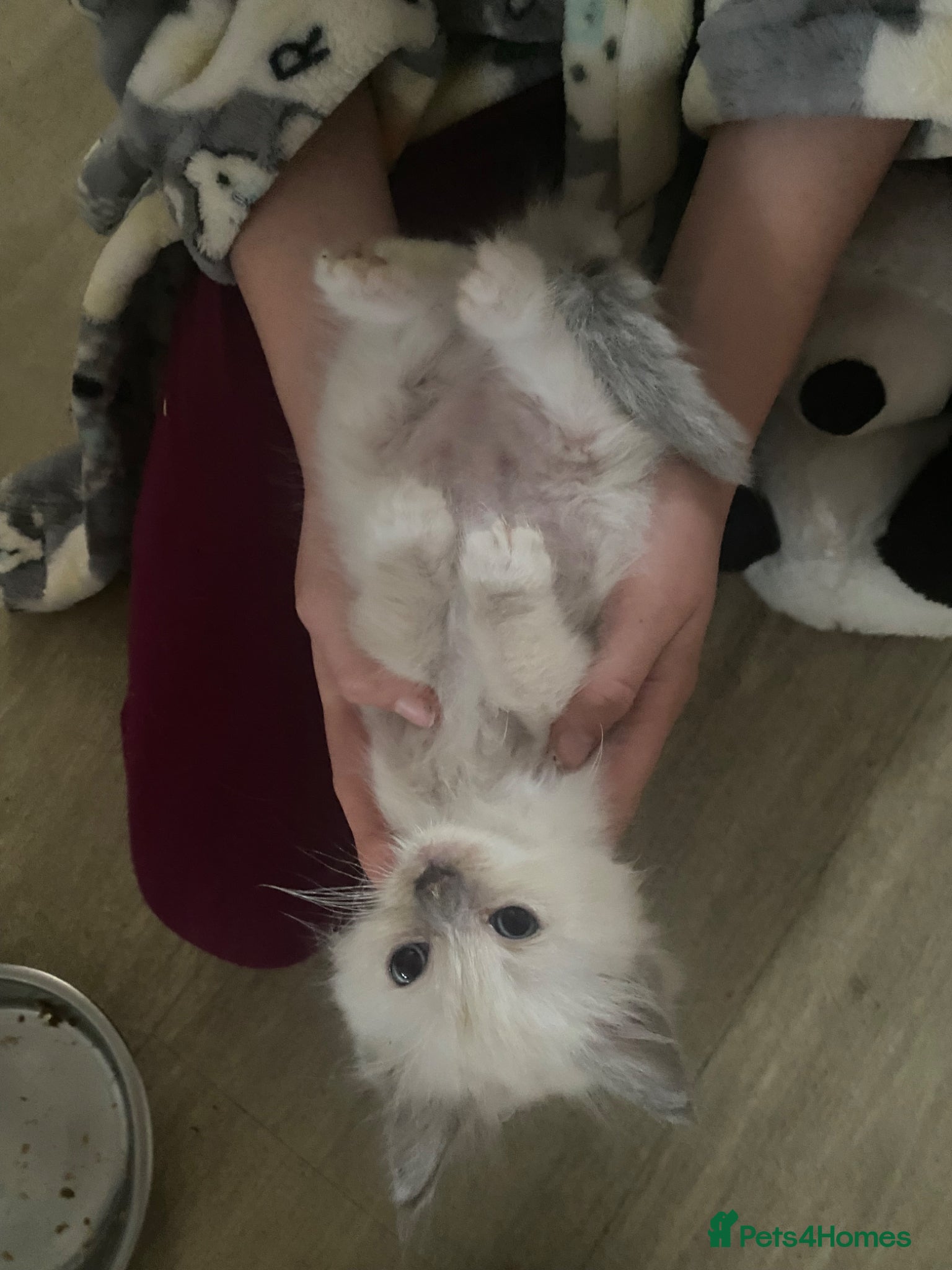 Ragdoll cats Stunning blue mitted Boy - Advert 1