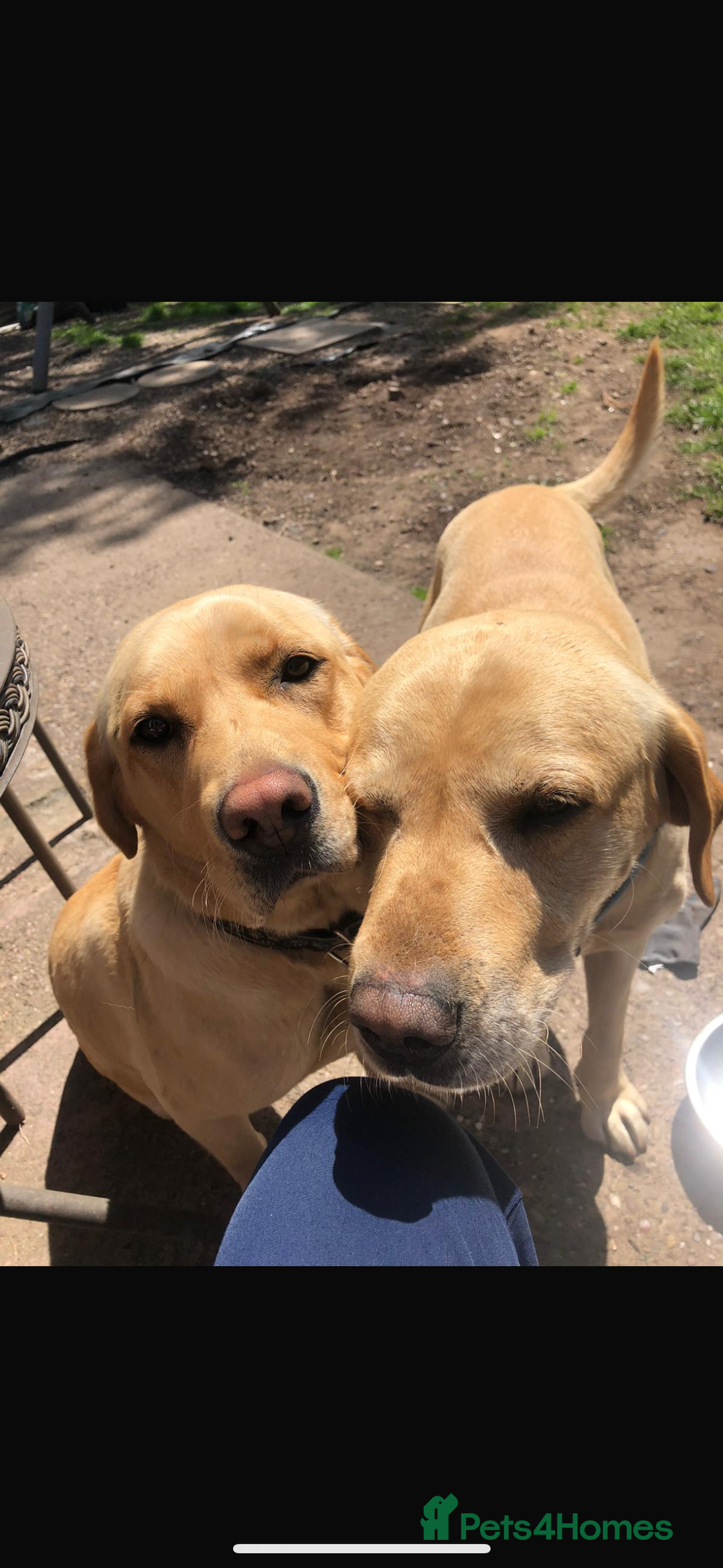 Labrador Retriever dogs for sale: 9 STUNNING YELLOW LABRADORS  - Advert 3