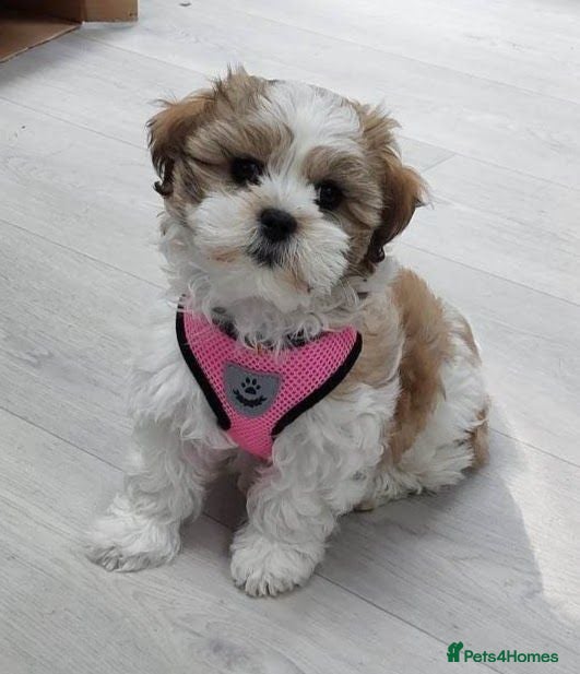 Zuchon dogs Gorgeous Shichon Puppies. Bichon Frise x Shih Tzu - Advert 2