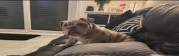 English Bulldog dogs for sale: Beautiful English Bulldog  - Advert 1