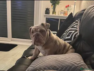 English Bulldog dogs Beautiful English Bulldog - Advert 19