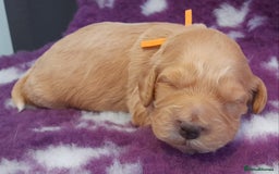 Cockapoo dogs for sale: Stunning F1 Cockapoos Available - Advert 12