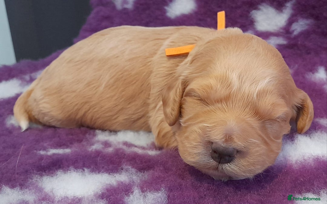 Cockapoo dogs for sale: Stunning F1 Cockapoos Available - Advert 12