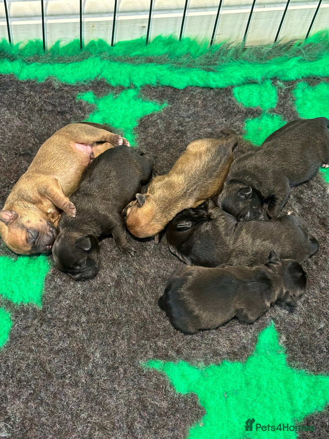 Mixed Breed dogs for sale: 6 beautiful French bulldog x Patterdale pups - Image 5