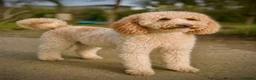 Miniature Poodle dogs for stud: Professional Stud Service - Cookie -Apricot Parti  - Advert 1