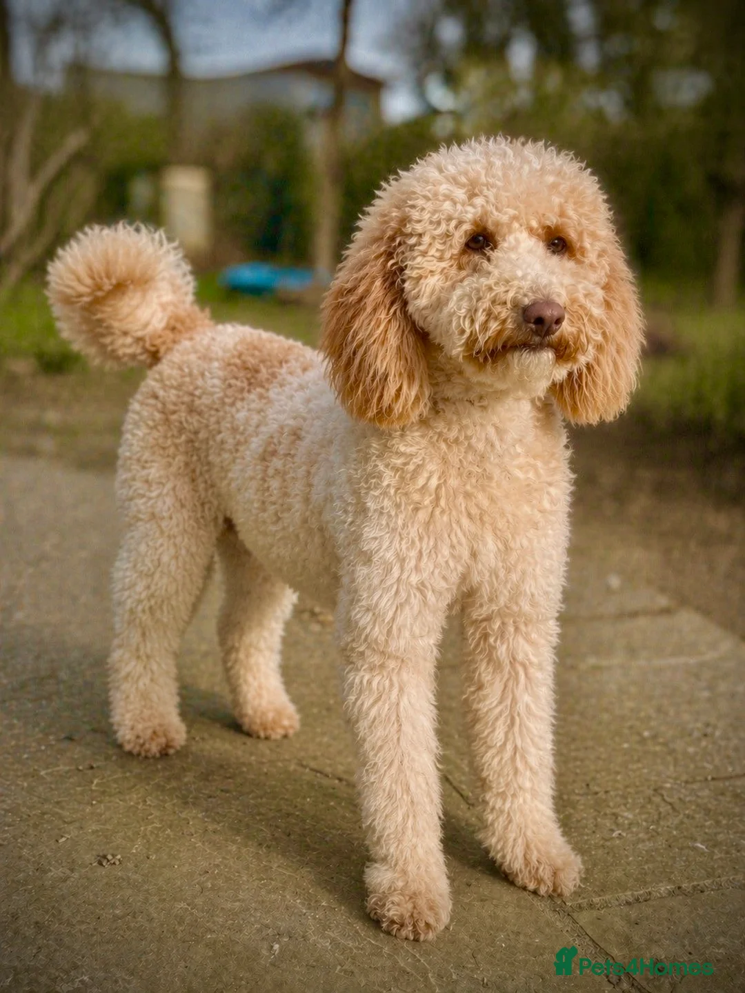 Miniature Poodle dogs for stud: Professional Stud Service - Cookie -Apricot Parti  - Advert 1