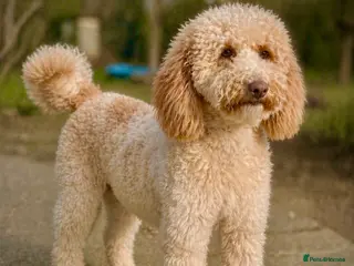 Miniature Poodle dogs Professional Stud Service - Cookie -Apricot Parti - Advert 1