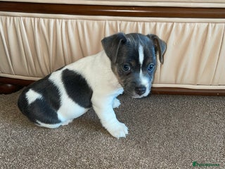 Jack Russell dogs Miniature Jack Russell puppy lilac and white - Advert 9