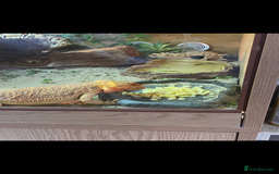 Bearded Dragon reptiles for sale: Bearded Dragon - Image 4