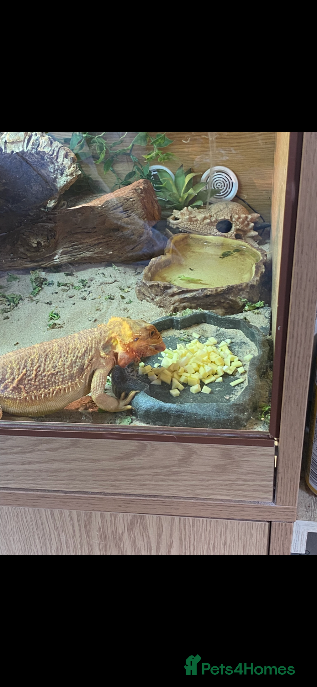Bearded Dragon reptiles for sale: Bearded Dragon - Image 4