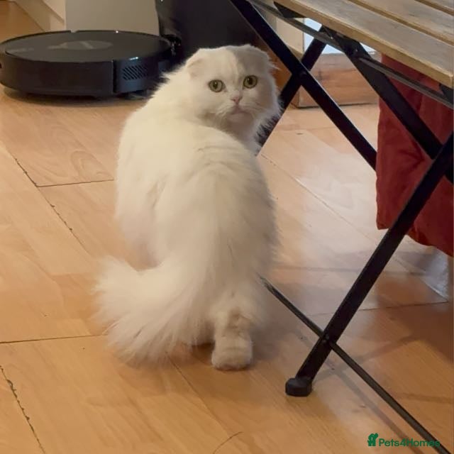 Scottish Fold cats Scottish Fold Cat Looking for a Loving New Home 🐾 in West Drayton - Advert 6