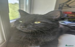 Ragdoll cats for sale: Brother & Sister 8month Ragdoll kittens for Home - Advert 2