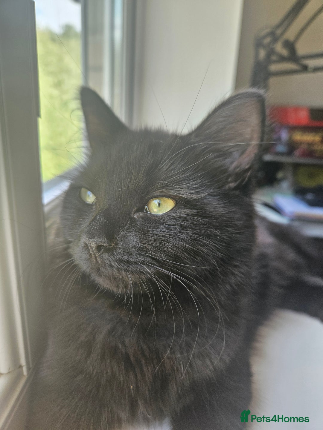 Ragdoll cats for sale: Brother & Sister 8month Ragdoll kittens for Home - Advert 2