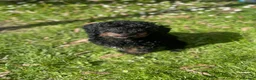 Cockapoo dogs for sale:  F1b miniature phantom merle puppies READY NOW  - Advert 3