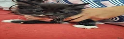 Mixed Breed cats for sale:  7 adorable kittens looking for their forever home - Advert 2