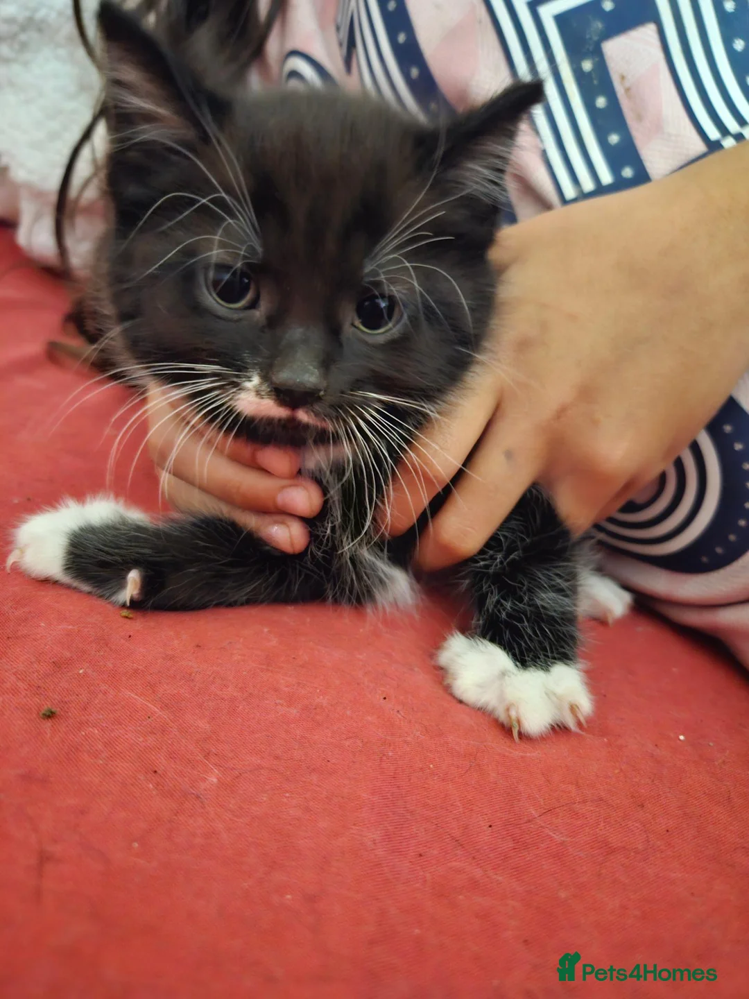 Mixed Breed cats for sale:  7 adorable kittens looking for their forever home - Advert 2