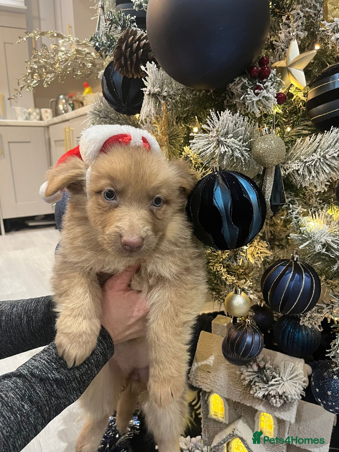 German Shepherd dogs for sale: Working KC GSD German shepherd puppies  - Advert 36