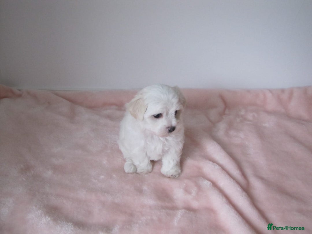 Bichon Frise dogs for sale: Beautiful shih tzu Puppies  male & fe - Advert 2