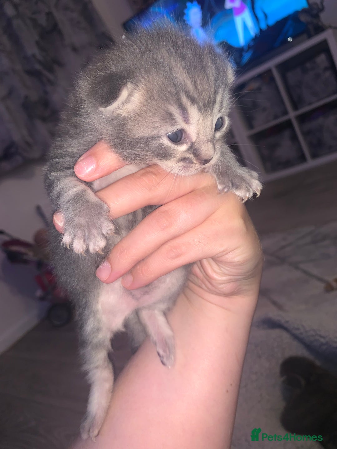 Domestic Shorthair cats for sale: Beautiful kittens  - Image 2