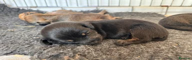 Mixed Breed 7