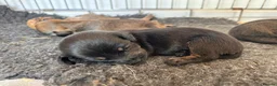 Mixed Breed dogs for sale: dach x chi x shitz pups available 5* homes - Advert 7