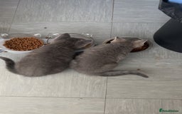 Mixed Breed cats for sale: Grey kittens  - Image 8
