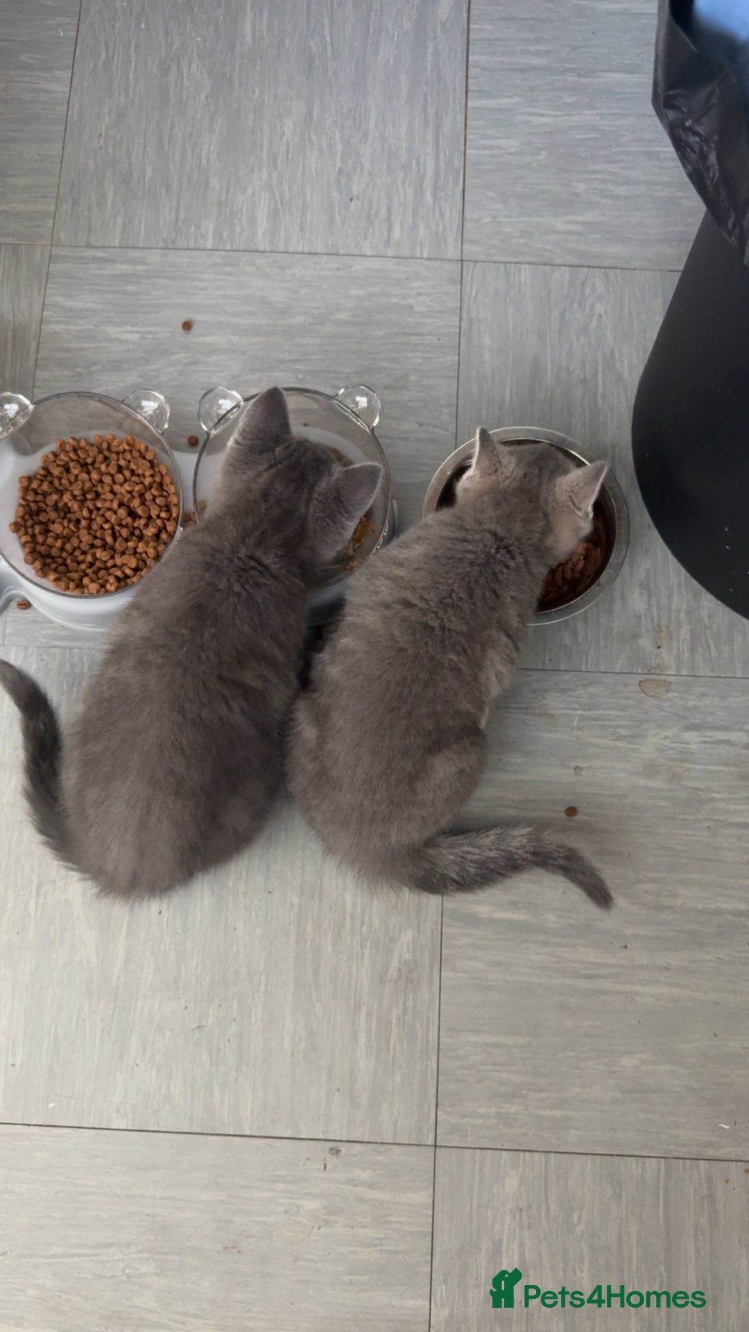 Mixed Breed cats for sale: Grey kittens  - Image 8
