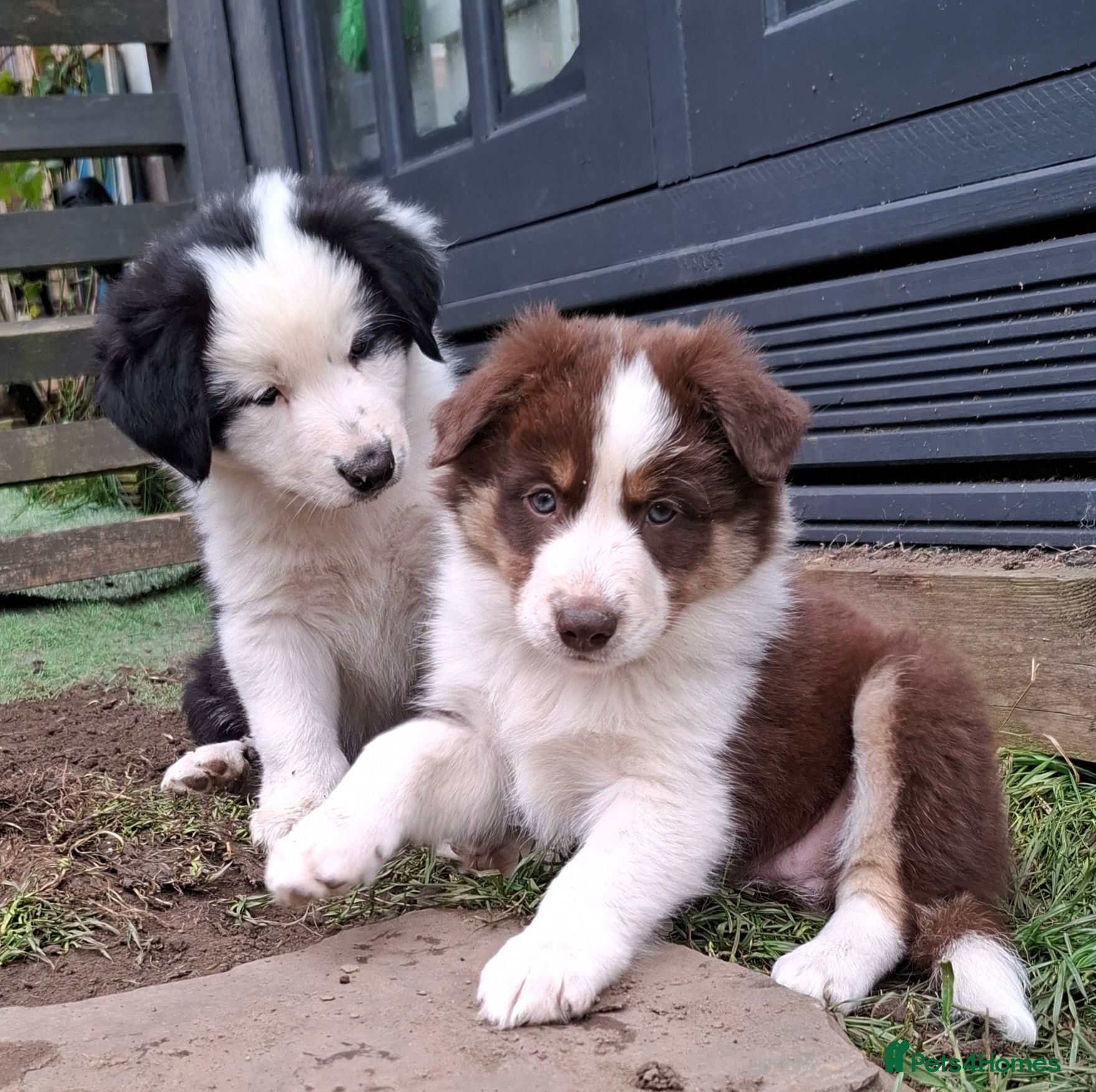 Border Collie dogs White face Long Coat Border Collie Pups - Advert 12