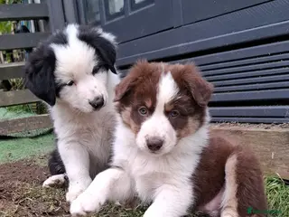 Border Collie dogs White face Long Coat Border Collie Pups - Advert 12
