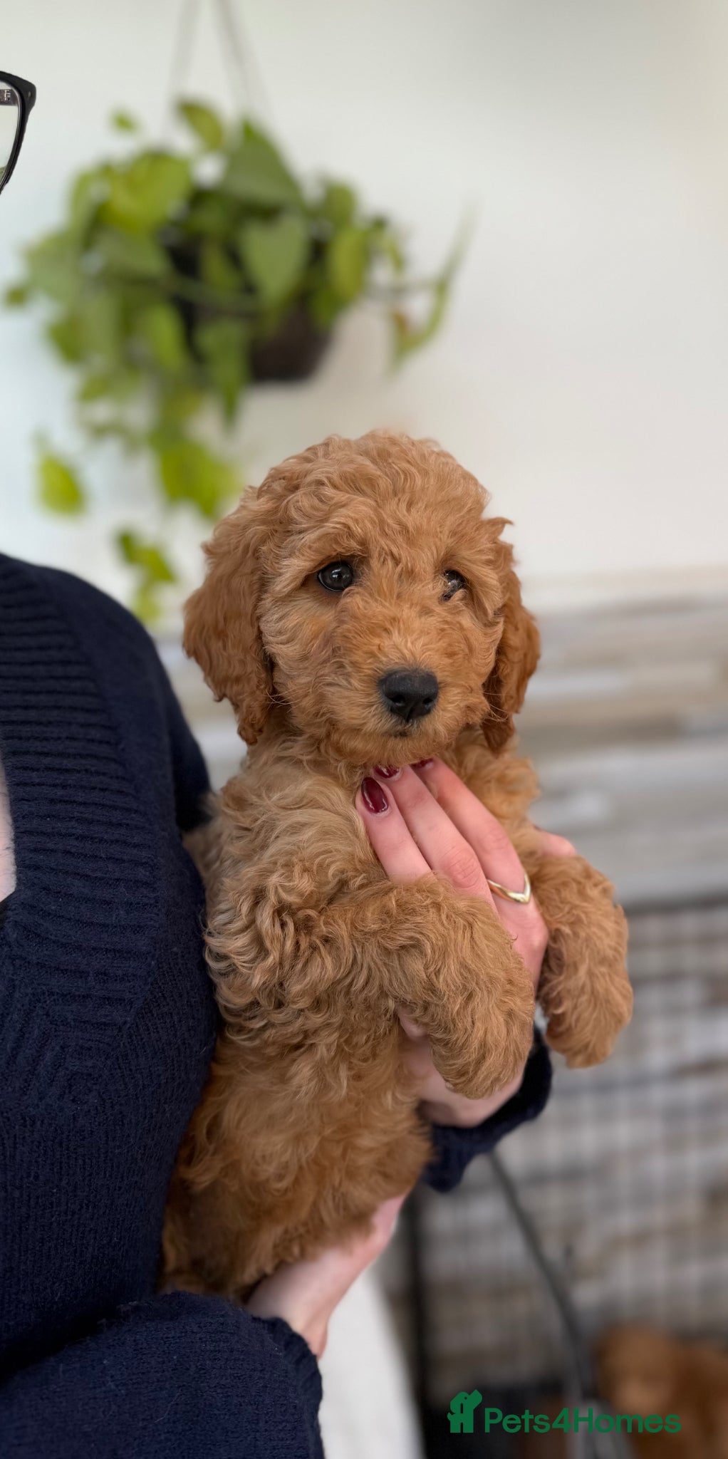 Mini Goldendoodle dogs Beautiful Miniature Goldendoodles Ready Now - Advert 2