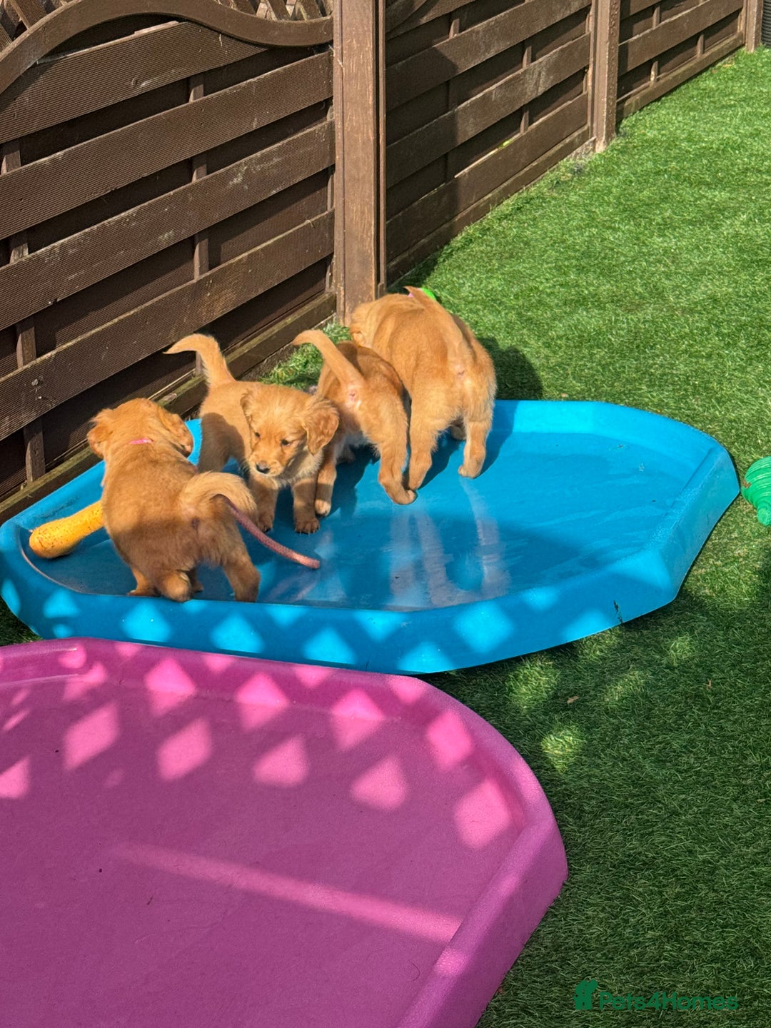 Golden Retriever dogs for sale: Last Stunning Male Pup Health Tested Parents  - Image 25