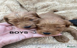 Cockapoo dogs for sale: F1 Cockapoo Puppies  - Image 8
